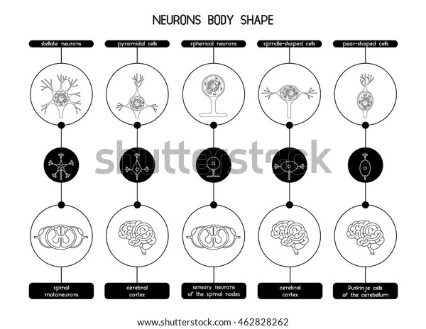 neurons-brain-spinal-cord-neuron-cell-stock-vector-royalty-free-462828262