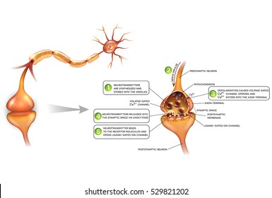 Neurons and closeup of synapse detailed anatomy, beautiful colorful illustration. Neuron passes signal to another neuron.  svg