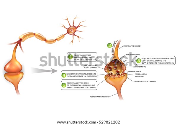 Neurons Closeup Synapse Detailed Anatomy Beautiful Stock Vector Royalty Free 529821202 2968