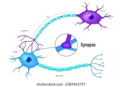 Neurons and closeup of synapse vector. Neuron anatomy. Neural communication.