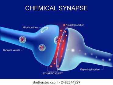 Neurons communication. Transmission of the nerve signal between two neurons. Close-up of a Synaptic cleft, chemical synapse, synaptic vesicle, Neurotransmitter. Vector illustration