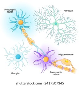 Neurons and glial cells location in Central nervous system, and peripheral nervous system. Microglia, oligodendrocyte, and astrocyte from White and Gray matter of brain. Neuronal communication. Vector