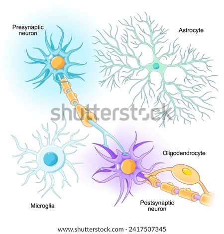 Neurons and glial cells location in Central nervous system, and peripheral nervous system. Microglia, oligodendrocyte, and astrocyte from White and Gray matter of brain. Neuronal communication. Vector