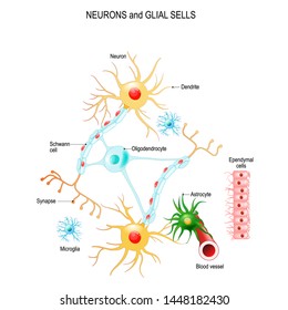 Neurons and glial cells (Neuroglia) in brain (oligodendrocyte, microglia, astrocytes and Schwann cells), ependymal cells (ependymocytes). Vector diagram for educational, medical, biological use