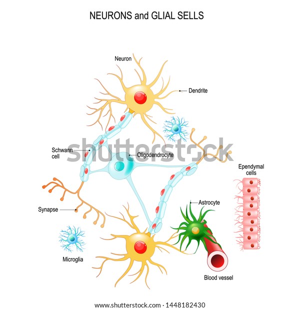 Neurons and glial cells (Neuroglia) in brain\
(oligodendrocyte, microglia, astrocytes and Schwann cells),\
ependymal cells (ependymocytes). Vector diagram for educational,\
medical, biological\
use