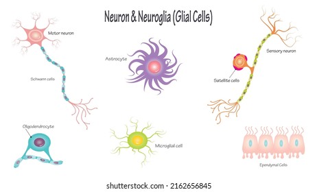 Neurons and Neuroglia Glial Cells Vector Illustration