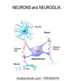 neurons and neuroglia. oligodendrocyte