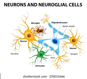 Neurons and neuroglial cells. Glial cells are non-neuronal cells in brain. There are different types of glial cells: oligodendrocyte, microglia, astrocytes and Schwann cells
