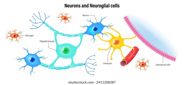 Neurons and neuroglial cells. Types Of Neuroglial Cells. Oligodendrocyte, Astrocytes, Microglia and Ependymal cells.