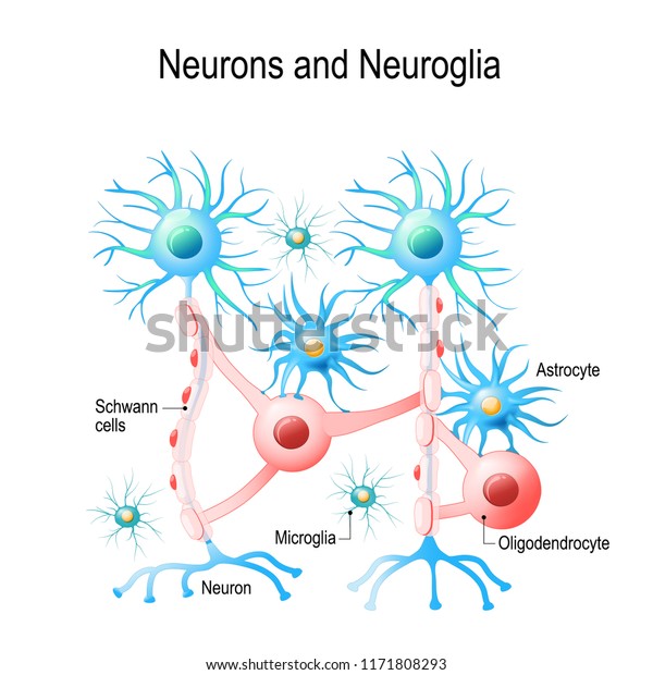 脳のニューロンと非ニューロン細胞 乏突起膠細胞 小膠細胞 星細胞 シュワン細胞 教育 医療 生物学 科学の使用のベクター画像図 のベクター画像素材 ロイヤリティフリー 1171808293