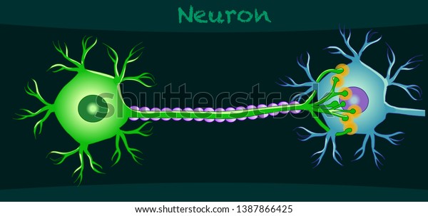 Neurons structure. Neuron communication diagram.\
Simple expression nerve cell. Lesson, study.Dark green background.\
2d drawing illustration.\
Vector.