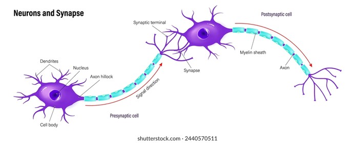 Neuronas y sinapsis vectorial. Anatomía neuronal. Comunicación neural. Células presinápticas y postsinápticas.