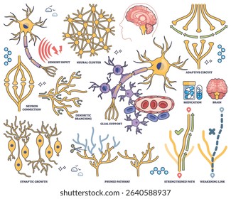 Neuroplasticity shows neuron connections, dendritic branching, and adaptive circuits illustrating brains ability to reorganize. Outline style collection