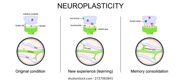 Neuroplasticidad. Etapas del desarrollo neuronal desde la experiencia inicial hasta la consolidación de la memoria. Primer plano de la sinapsis química. Ilustración vectorial. Diagrama médico
