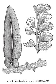 Neuropteris and Adiantites, vintage engraving. Old engraved illustration of Neuropteris and Adiantites, both extinct seed ferns.  Trousset encyclopedia (1886 - 1891)