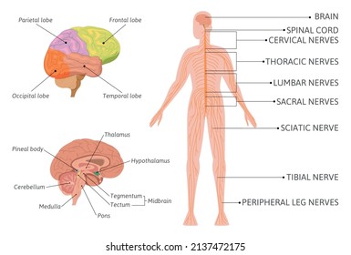 Neuroscience brain infographics with flat isolated images of human brain and body with pointing text captions vector illustration