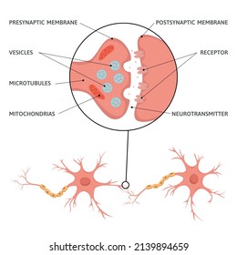 Neuroscience brain synapse flat infographics with diagram scheme of neural cells with text captions and pointers vector illustration