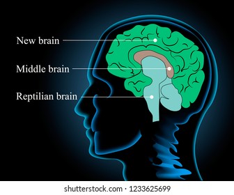 Neuroscience. Human brain vector