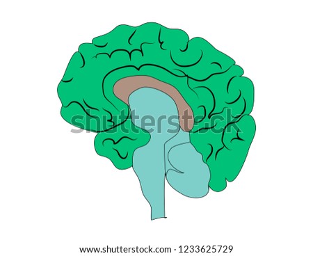 Neuroscience. Human brain vector