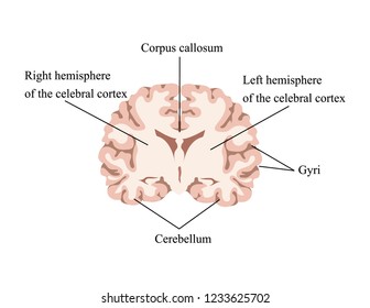 Neuroscience. Human brain vector. Cut brain