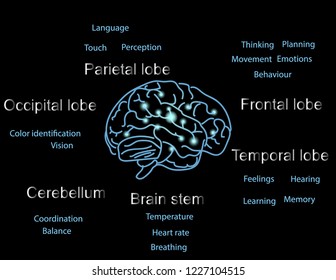 Neuroscience. Human brain vector. Brain lobes functions