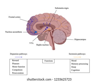 Neuroscience. Human Brain Vector. Reward System Scheme