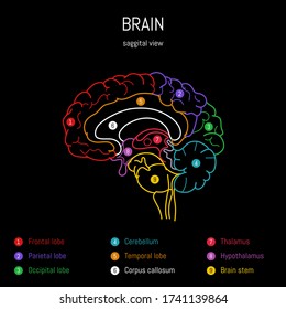 Neuroscience infographic on black background. Human brain lobes and sections illustration. Brain anatomy structure. Neurobiology scientific medical vector art.