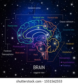 Neuroscience infographic on space background. Human brain lobes and sections illustration. Brain anatomy structure cross section. Neurobiology scientific medical vector in front of futuritic cosmos