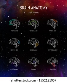 Neuroscience infographic on space background. Human brain lobes and sections illustration. Brain anatomy structure cross section. Neurobiology scientific medical vector in front of futuristic cosmos