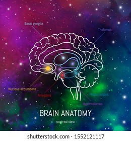 Neuroscience infographic on space background. Human brain lobes and sections illustration. Brain anatomy structure cross section. Neurobiology scientific medical vector in front of futuristic cosmos svg
