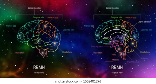Neuroscience infographic on space background. Human brain lobes and sections illustration. Brain anatomy structure cross section. Neurobiology scientific medical vector in front of futuristic cosmos