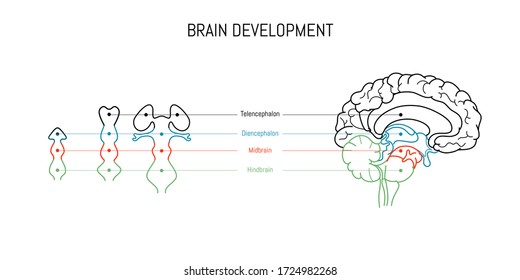 Neurowissenschaft Infografik auf weißem Hintergrund. Entwicklung des menschlichen Gehirns von embyo zu erwachsen. Hirnbläschen und Querschnitt der Anatomie. Neurobiologie, wissenschaftlicher medizinischer Vektor.