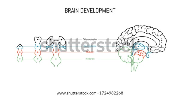 Neuroscience\
infographic on white background. Human brain evolution from embyo\
to adult . Brain vesicles and anatomy structure cross section.\
Neurobiology scientific medical\
vector.