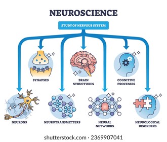 Neurowissenschaft als Studium der medizinischen Abteilung des Nervensystems Rahmendiagramm. Gezeichnetes Bildungsprogramm mit Synapsen, Gehirnstrukturen, kognitiven Prozessen und Neurotransmitter, Vektorgrafik