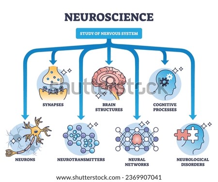 Neuroscience as study of nervous system medical division outline diagram. Labeled educational field scheme with synapses, brain structures, cognitive process and neurotransmitters vector illustration