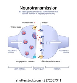 Neurotransmission. the presynaptic neuron releases a neurotransmitter, which activates receptors on the postsynaptic neuron. Synapse Structure. Neurotransmitter, synaptic vesicles and synaptic cleft