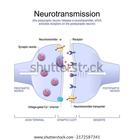 Neurotransmission. the presynaptic neuron releases a neurotransmitter, which activates receptors on the postsynaptic neuron. Synapse Structure. Neurotransmitter, synaptic vesicles and synaptic cleft
