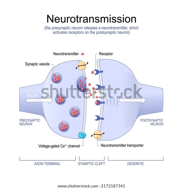 Neurotransmission. the presynaptic neuron releases\
a neurotransmitter, which activates receptors on the postsynaptic\
neuron. Synapse Structure. Neurotransmitter, synaptic vesicles and\
synaptic\
cleft