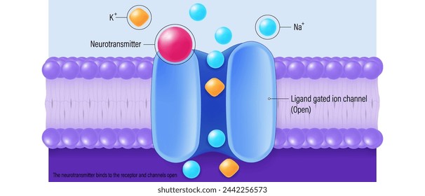 The neurotransmitter binds to the receptor. Channels open. Chemical synapse vector. Neuron communication. Synaptic transmission. 