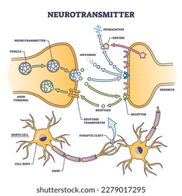 Neurotransmitter process detailed anatomical explanation outline diagram. Labeled educational scheme with vesicle, axon terminal, enzyme production and receptors vector illustration. Synapse impulse. svg