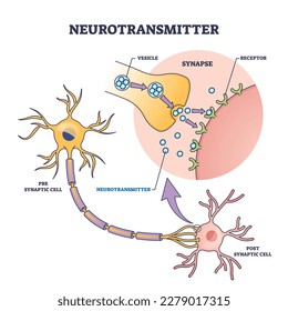 Proceso de neurotransmisor con esquema sinapsis, vesícula y receptores. Esquema educativo etiquetado con mensajeros químicos de neurología para la serotonina o la producción de dopamina para ilustración vectorial.