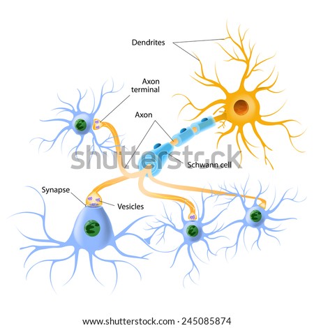 neurotransmitter release mechanisms. Neurotransmitters are packaged into synaptic vesicles transmit signals from a neuron to a target cell across a synapse.