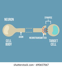 Neurotransmitter signaling method vector