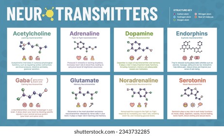 Neurotransmitters All Six Hormone-Acetylcholine, Adrenaline, Dopamine, Endorphins, Gaba, Glutamate, noradrenaline, and Serotonin- Chemical Molecular structure - Visual Vector Infographic Design