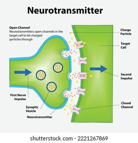 Neurotransmitters are released from synaptic vesicles of the presynaptic neuron and bind to receptors on the postsynaptic neuron, triggering an impulse through the 2nd neuron.
