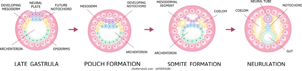 Neurulation or transformation of the neural plate into the neural tube. embryo at this stage is termed the neurula. 