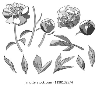Neutral grey color peony elements set on white background.Hand drwn vector illustration. Isolated elements, black and white desighn for textile, wallpaper, gift paer, scrupbooking, planner, banner.