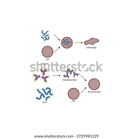 Neutralization of exotoxin by antitoxin antibodies diagram showing toxin binding, antibody inhibition, and prevention of cell damage. Simple diagram