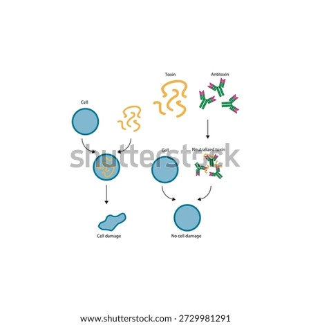 Neutralization of exotoxin by antitoxin antibodies diagram showing toxin binding, antibody inhibition, and prevention of cell damage. Simple diagram