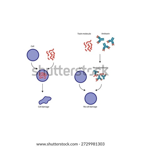 Neutralization of exotoxin by antitoxin antibodies diagram showing toxin binding, antibody inhibition, and prevention of cell damage. Simple diagram